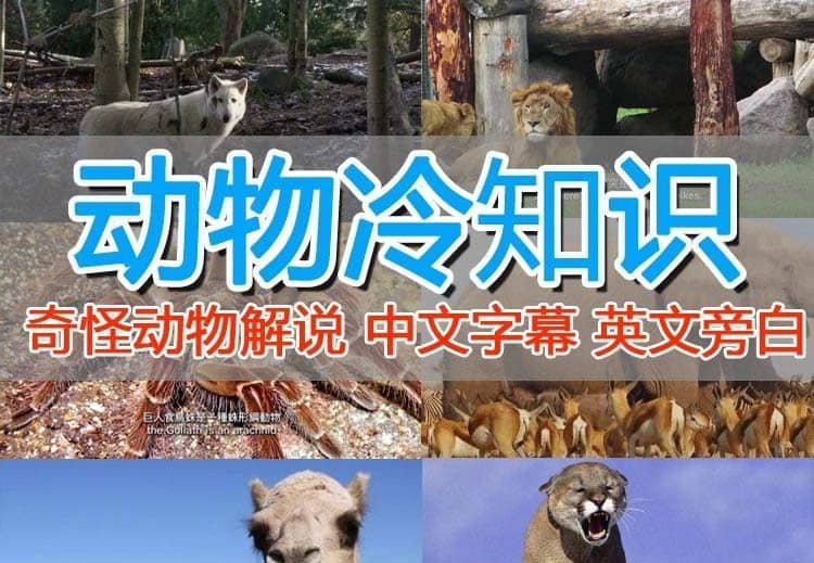 外面卖1699的国外纪录片解说（动物解说、美食、动画片）稳过中视频-宁率网络知识库
